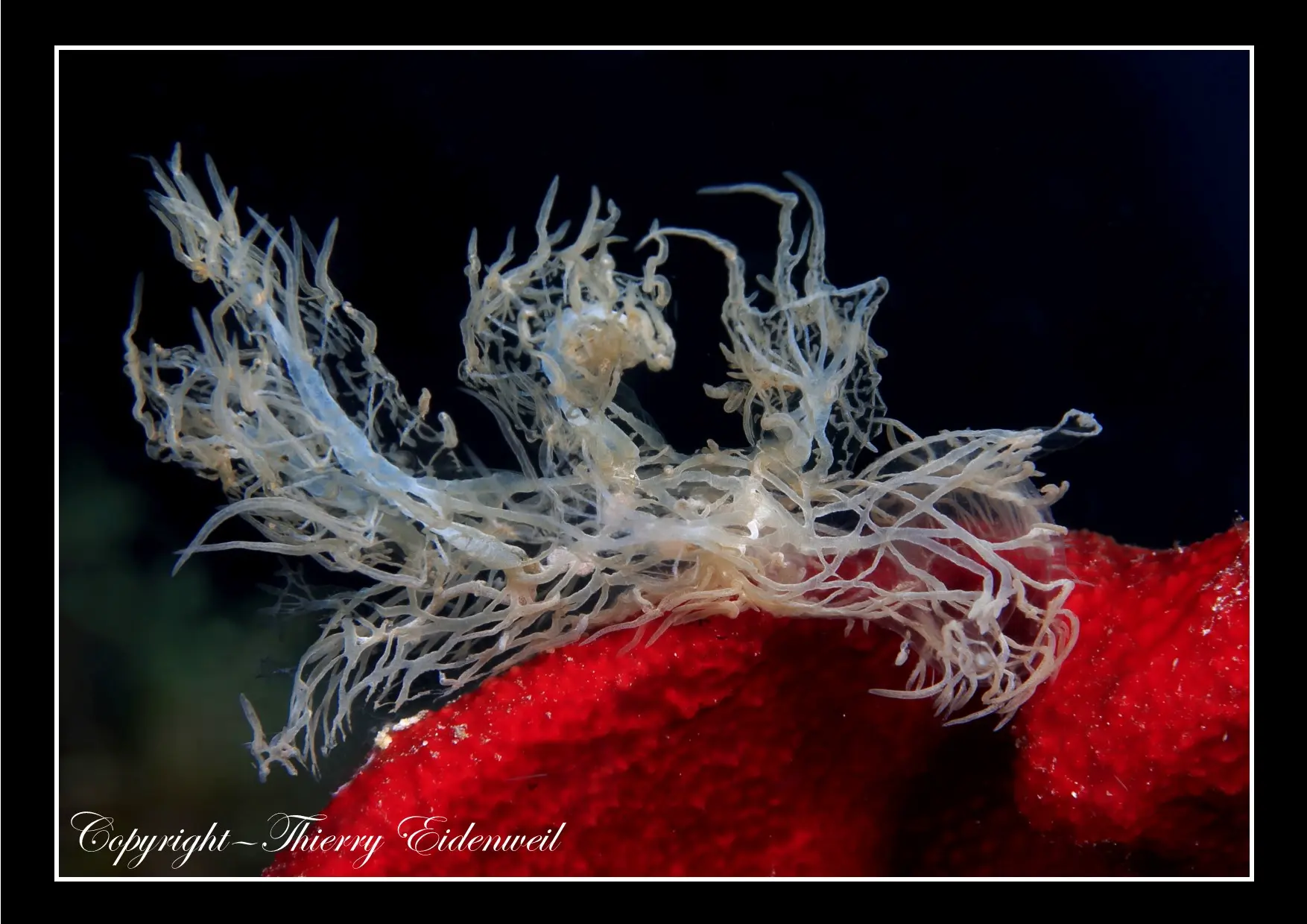 Anilao Macro Dive Media Highlight